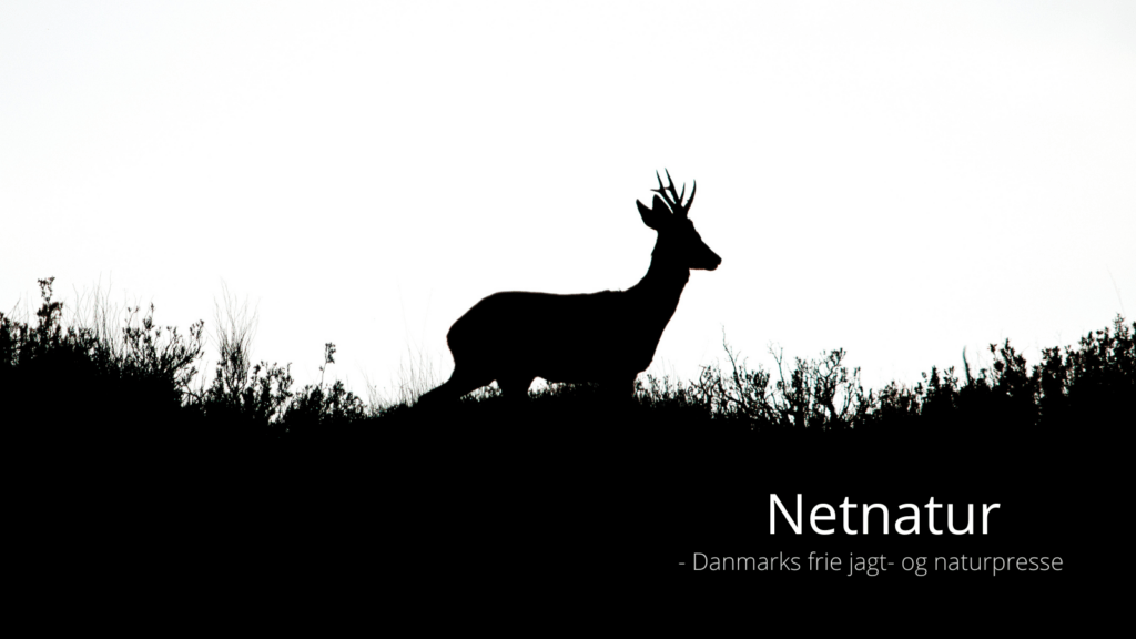 Spaniens sjældne råbuk