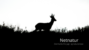 Spaniens sjældne råbuk