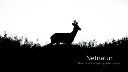 Spaniens sjældne råbuk