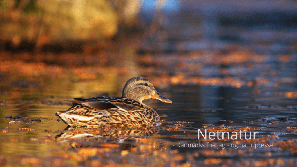 Etablering og oprensning af søer og vandhuller