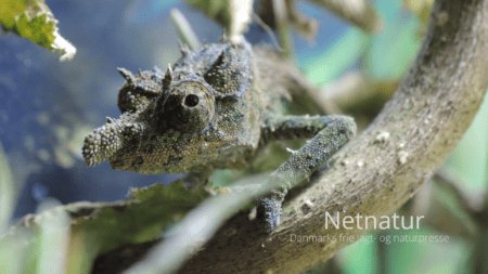 25 nye arter fundet i regnskov i Afrika