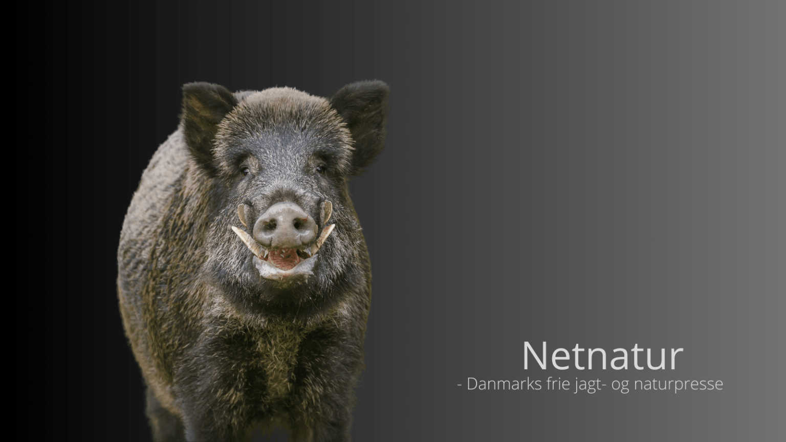 Vildsvinejagt i sommernatten Vildsvinejagt i sommernatten