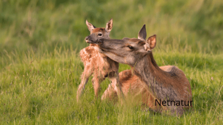 Regulering af vildt kan udløse politianmeldelser