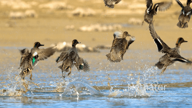 Etablering og oprensning af søer og vandhuller