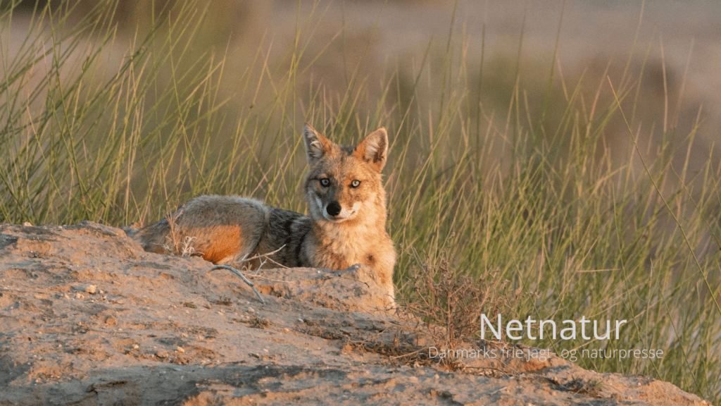 Sjakal erklæret fredløs