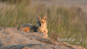 Sjakal erklæret fredløs