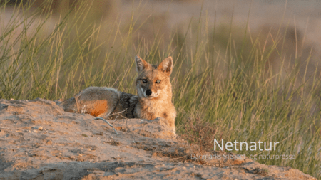 Sjakal erklæret fredløs