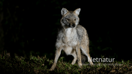 Guldsjakal og råvildt