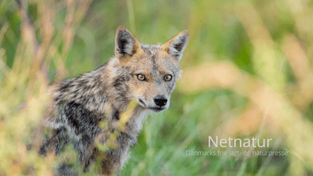 Guldsjakaler bider sig fast i Tyskland