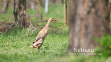 Løbeand og dræbersnegle