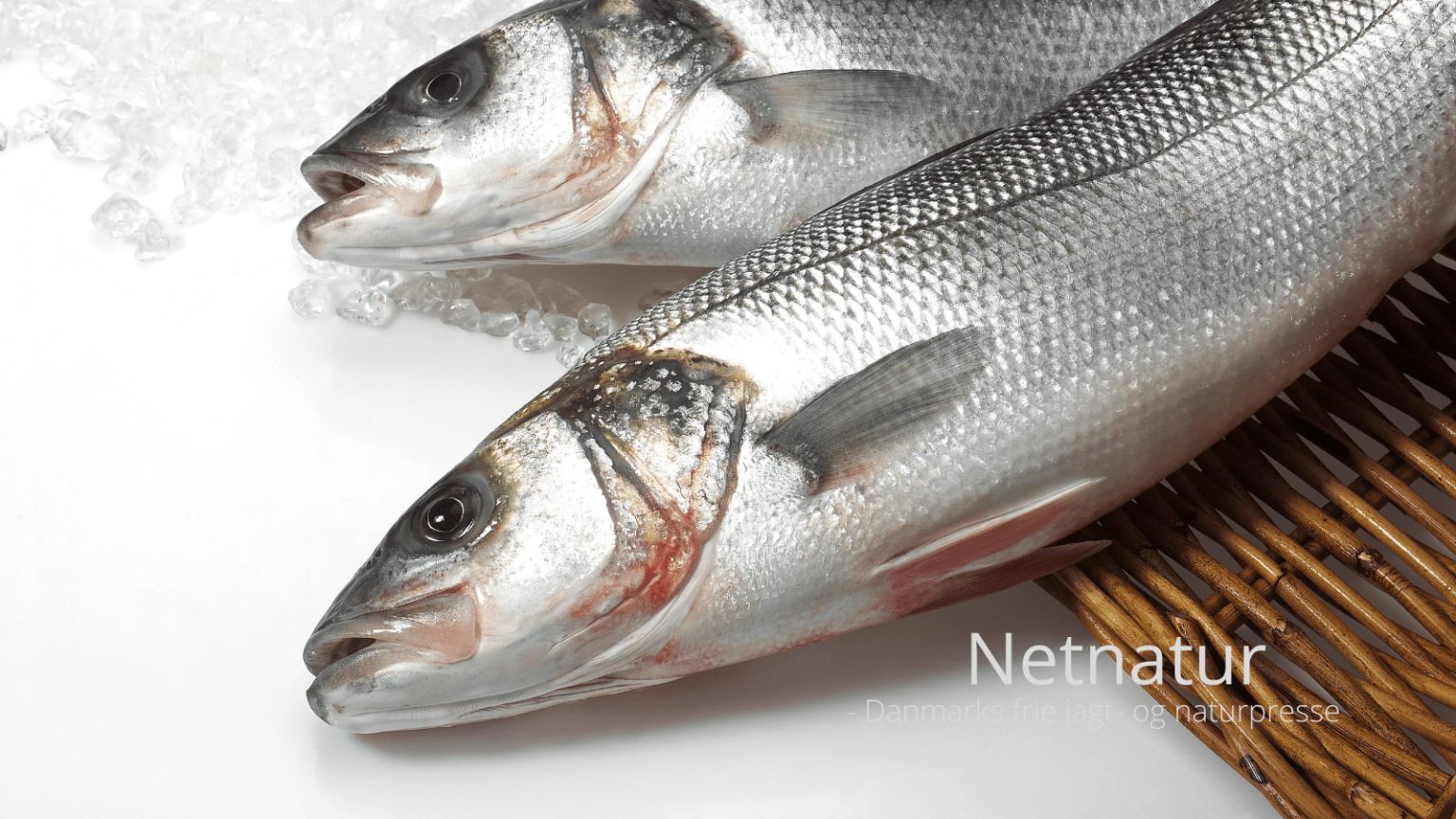 Lokkemads varianter, du kan bruge til at fange store havbars