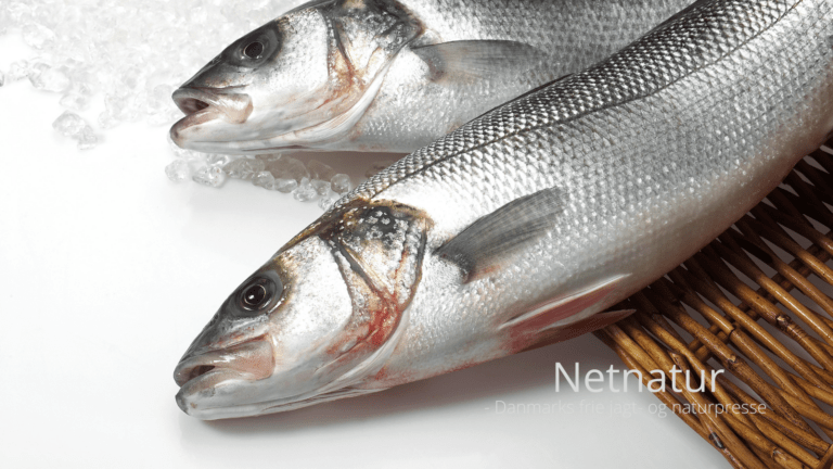 Lokkemads varianter, du kan bruge til at fange store havbars