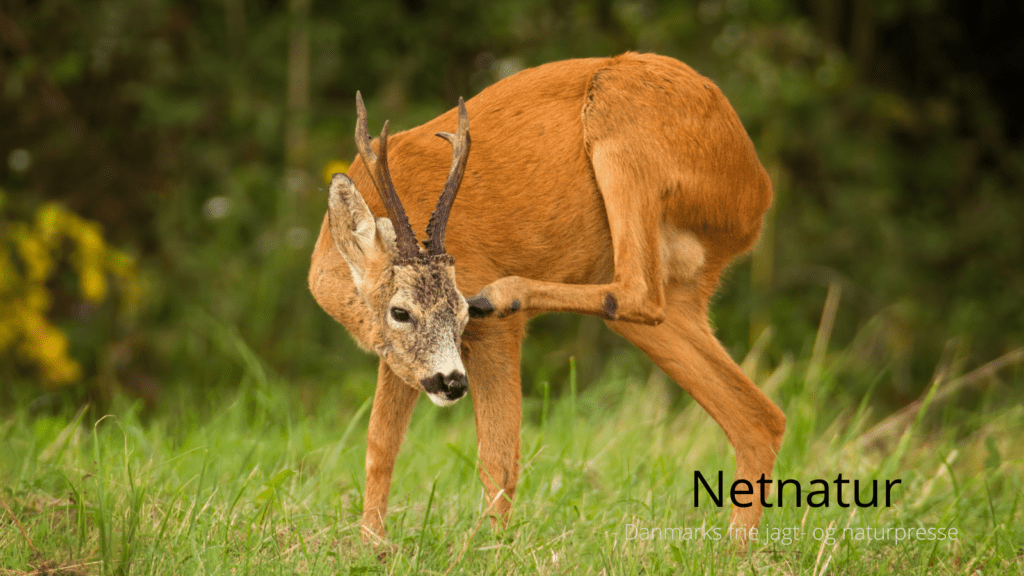 Hvor god er bukkejagtens sidste uge?