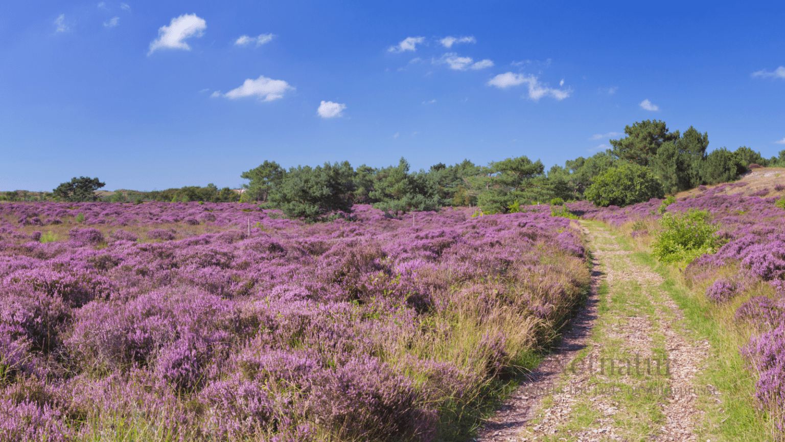 En vandretur på Randbøl Hede