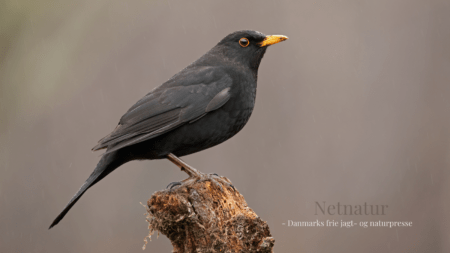 Usutuvirus: Nu også hos danske fugle Usutuvirus: Nu også hos danske fugle