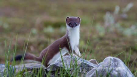 Lækatte udryddes på Orkneyøerne Lækatte udryddes på Orkneyøerne