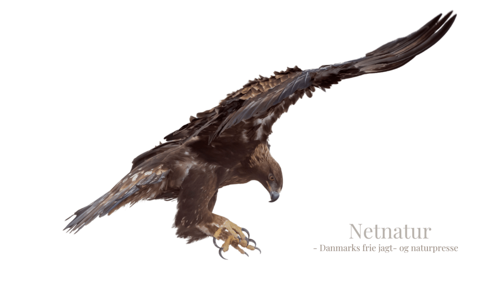 Fem personer angrebet af kongeørn på fem dage