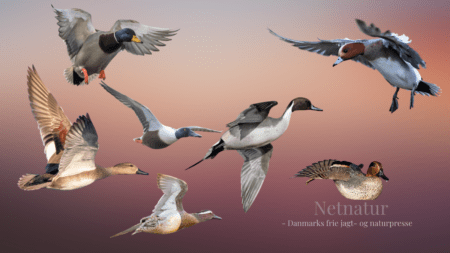 Danmarks smukkeste and