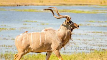Mere skadeligt end gavnligt at forbyde import af trofæer Mere skadeligt end gavnligt at forbyde import af trofæer