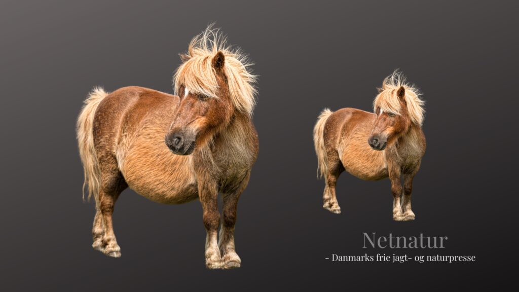 Jæger anskyder heste