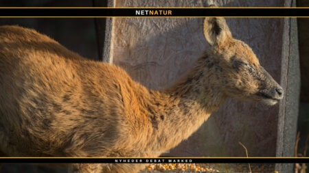 Hvad sker der med det danske råvildt?