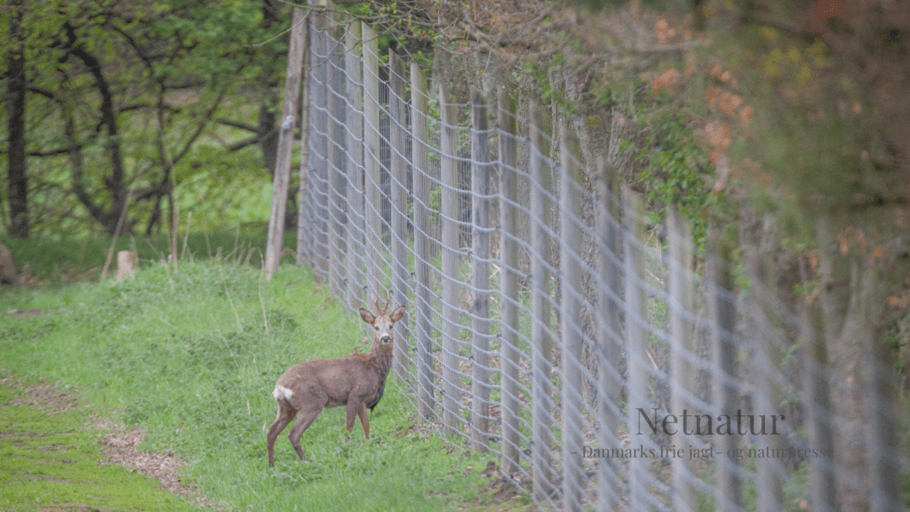 Kæmpe begmand til dansk naturnationalpark Kæmpe begman til dansk naturnationalpark