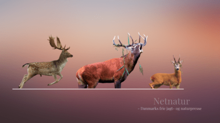 Krondyr, dådyr og rådyr