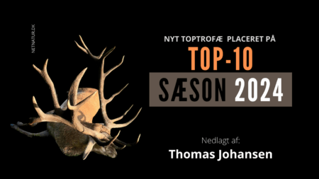 Kronhjort: NY kæmpehjort på Top 10