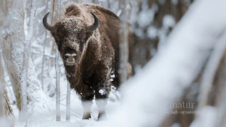 Grænsehegn ødelæggende for visenter