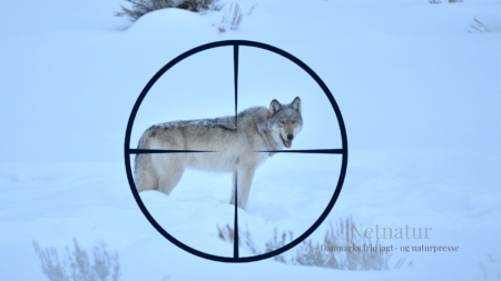 Ulvejagt i Danmark: Hvad kan vi forvente? Ulvejagt i Danmark: Hvad kan vi forvente?