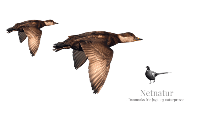 Synspunkt: Jægere bør gå imod biodiversitetslov