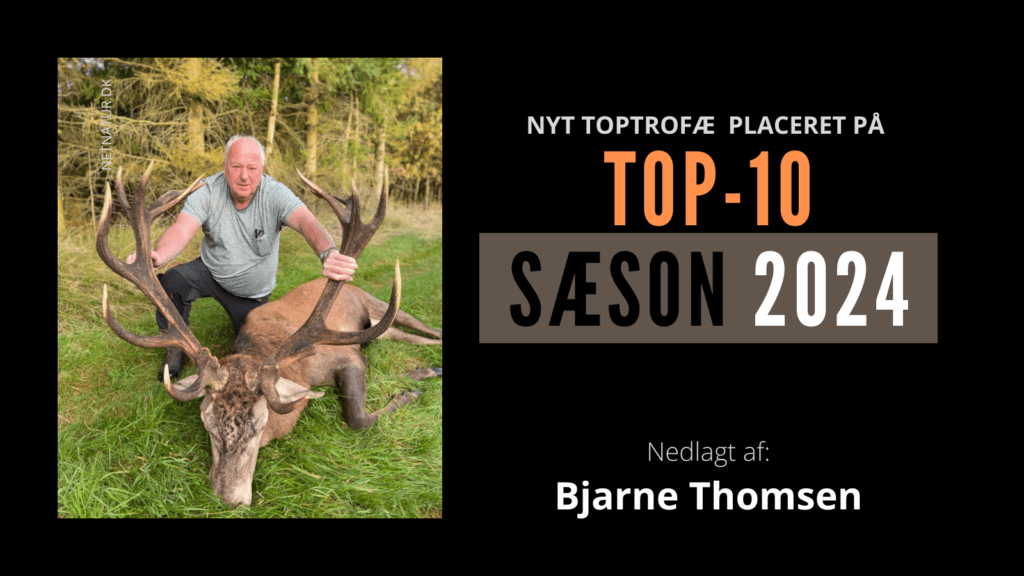 Top 10-hjort ved solopgang Top 10-hjort ved solopgang