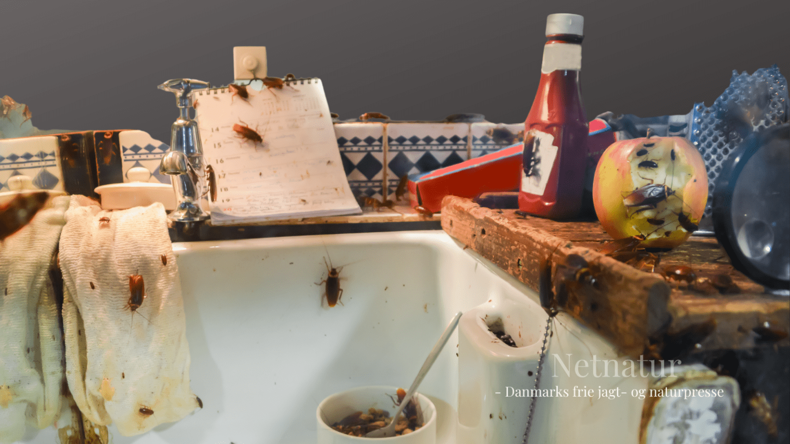 Kakerlak: Rotten blandt insekterne Kakerlak: Rotten blandt insekterne