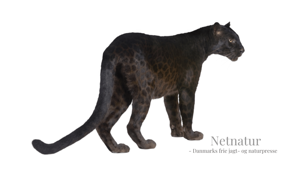 Da panteren var løs i Aalborg