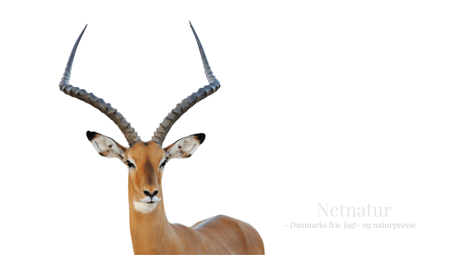Impala