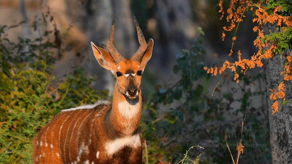 Bushbuck