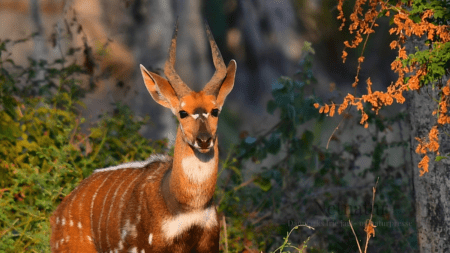 Bushbuck Bushbuck