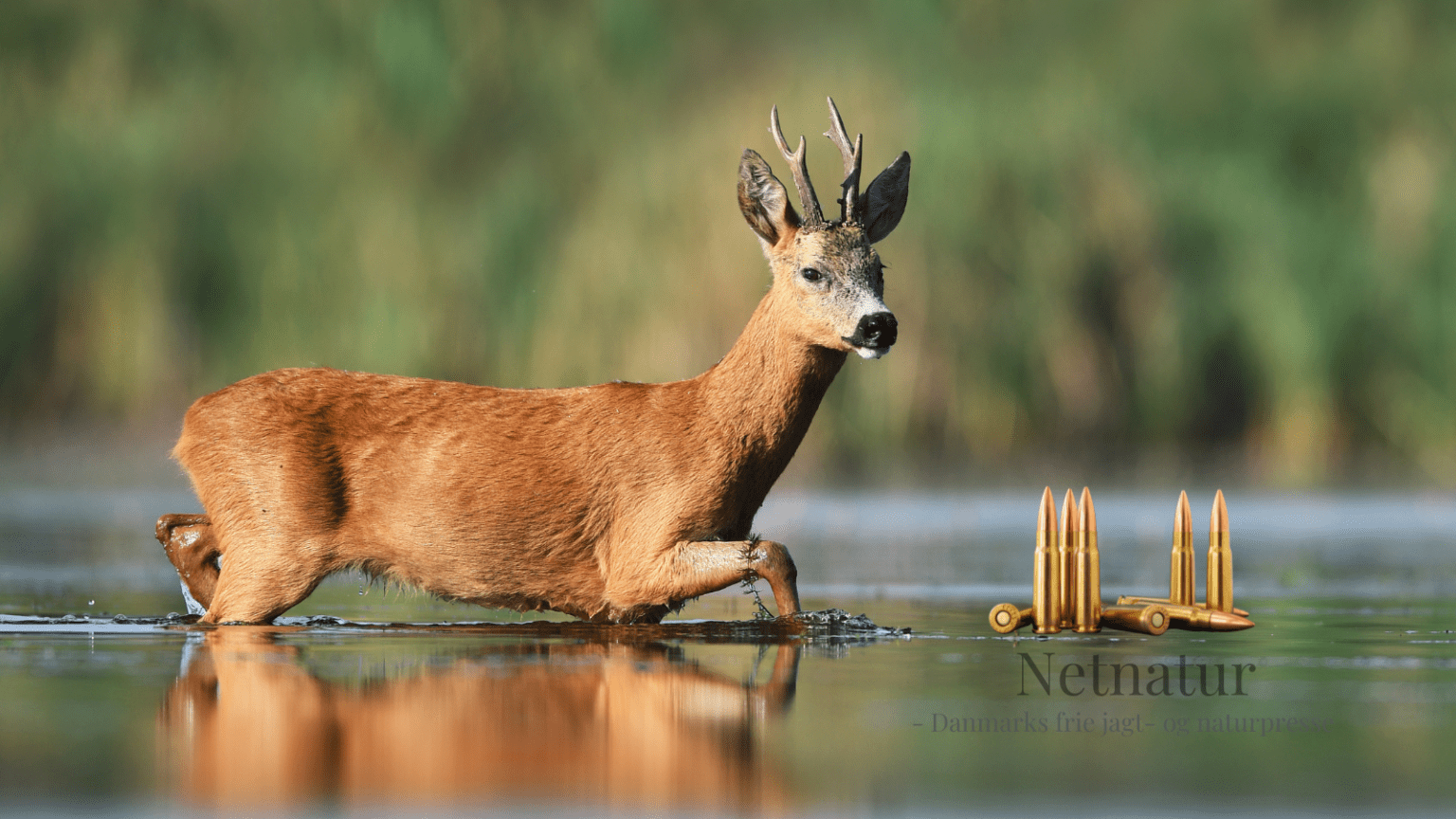 Hvordan reagerer en riffelkugle mod vand?