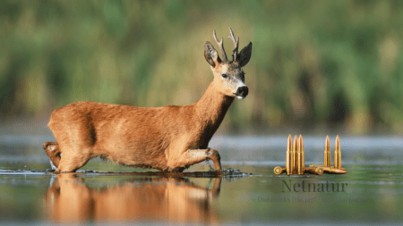 Hvordan reagerer en riffelkugle mod vand?