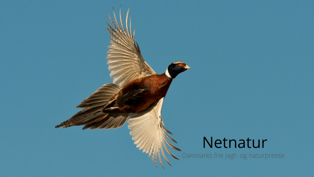 Oplevelser med at få gæstejagttegn i Danmark.