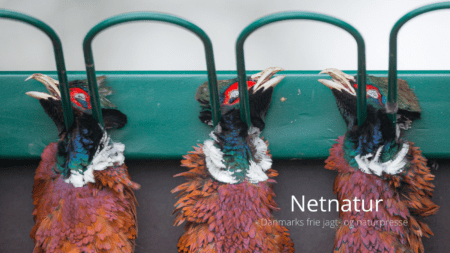 Undersøgelse viser den økonomiske værdi af jagt