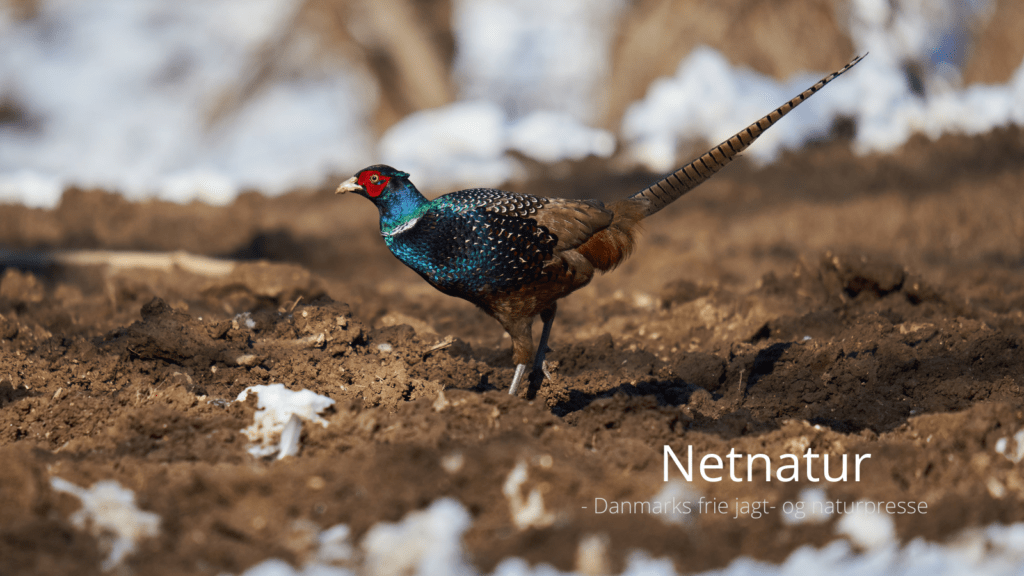 Biotopplaner næsten værdiløse