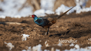 Biotopplaner næsten værdiløse