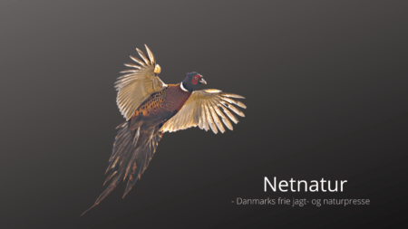 Lav listen over invasive arter om