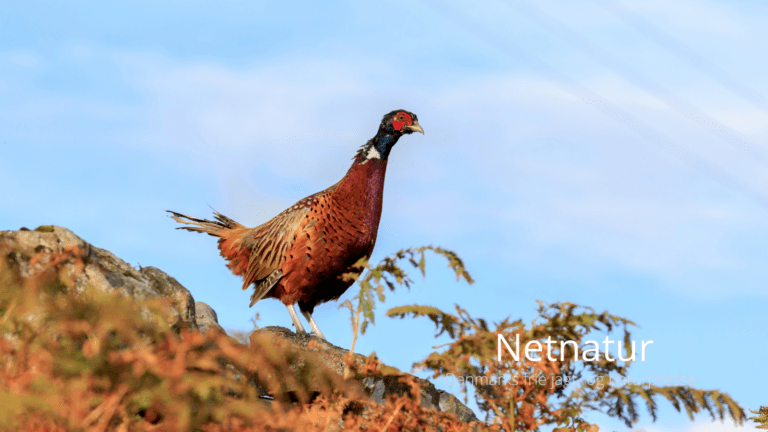 Bevar Vildtforvaltningsrådet Bevar Vildtforvaltningsrådet