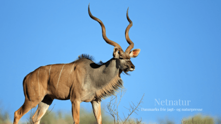 Kudu Kudu
