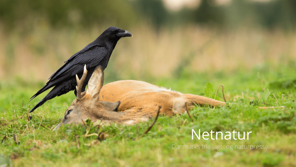 Vil meningen med jagt forsvinde?