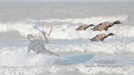 Reservatbekendtgørelse skal strammes op