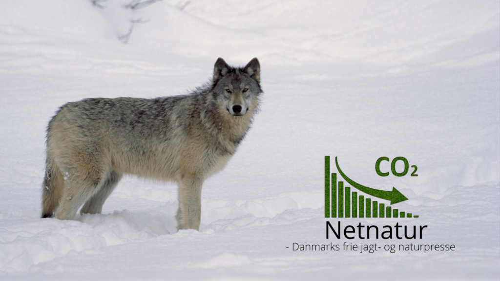 Ulve kan nedbringe udledning af CO2