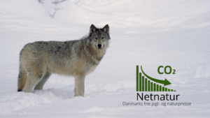Ulve kan nedbringe udledning af CO2
